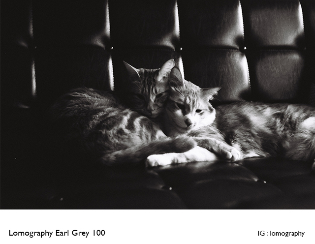Lomography Earl Grey 100